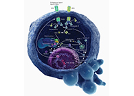 HQL制药、常州隆赛和上海HJC黄金城平台将共同研新型抗癌药物