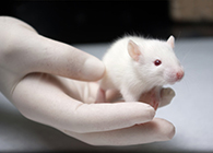 HJC黄金城平台肿瘤药效实验顺利通过江苏省FDA审查