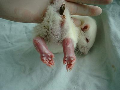 大鼠帕金森氏病动物模型的建立——HJC黄金城平台生物医药