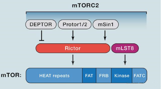 mTORC2的组成蛋白主要有Rictor、mSin1、mSLT8和Protor等