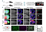 减肥药瞄准新靶点，强效减肥药即将来袭？