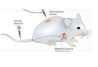 围观:临床前小鼠模型如何。