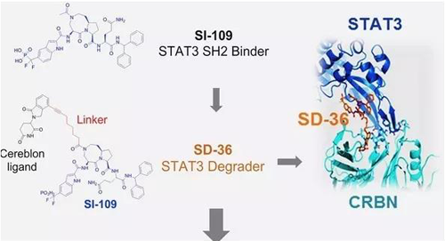 结构优化得到的SH2结合分子SI-109与CRBN结合，得到SD-36