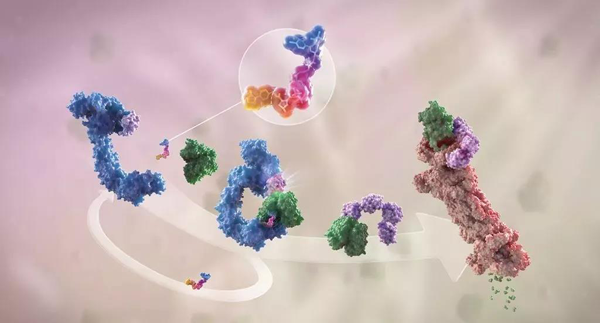 蛋白降解剂（多色）结合了1个靶蛋白（绿色）和1个E3泛素连接酶（蓝色），驱动基于蛋白酶体（橙色）的靶蛋白泛素化（紫色）和降解。