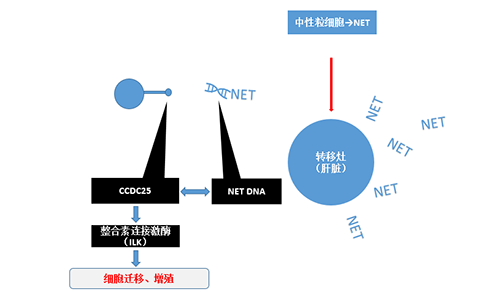 除了单纯的捕获，NET DNA与CCDC-25的结合还增强了癌细胞的侵袭行为，促进了癌症的肝转移。