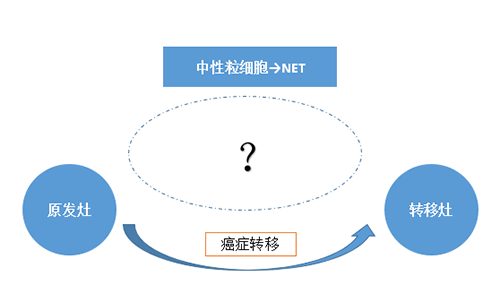 NET可能会通过某些方式“捕获”或“唤醒”癌细胞，从而造成癌细胞的迁移。