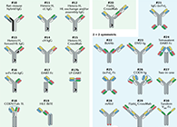【云回顾】理论、法规、实践，三位一体讲解双抗的生物分析