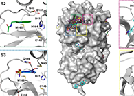 【Nature子刊】国际团队联合力量，加速基于COVID-19结构的药物设计！