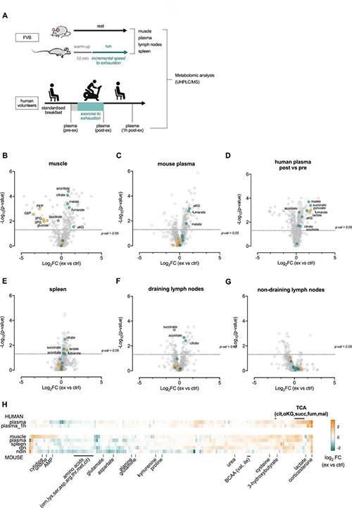 急性运动会改变血浆和淋巴器官的代谢状况 （来源：e Life）