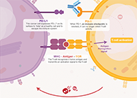 饿了吗？饿一饿原来可以辅助PD-1抑制剂肿瘤免疫治疗