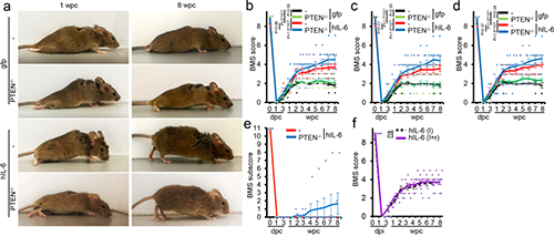 Hyper-IL-6促进功能恢复(来源：Nature)