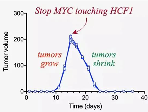可以“融化”肿瘤的蛋白质，你一定没有听说过！