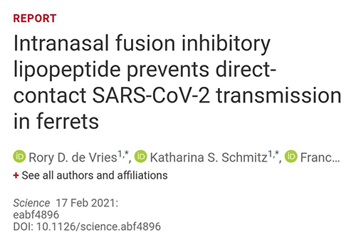 Science速递|鼻喷雾剂可阻止新冠肺炎传播，在雪貂实验中已初获成效