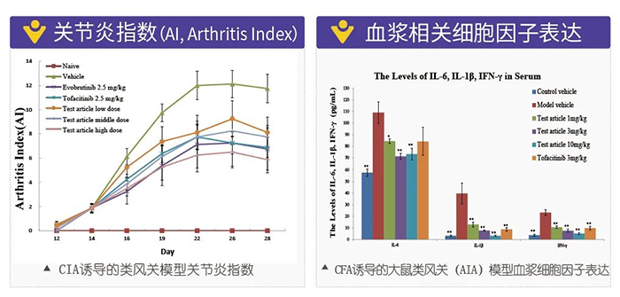 HJC黄金城平台诱导的类风湿性关节炎模型-2.png
