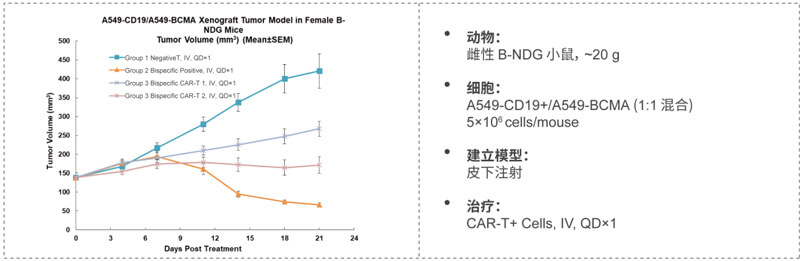 双特异性CAR-T药效研究：CD19-BCMA.jpg