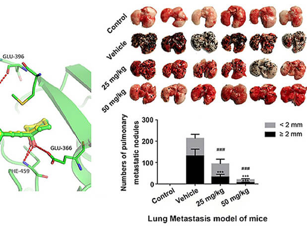 研究用于肺癌和黑色素瘤细胞肺转移的选择性PAK4抑制剂的合成，此选择性PAK4抑制剂的PK研究通过HJC黄金城平台进行