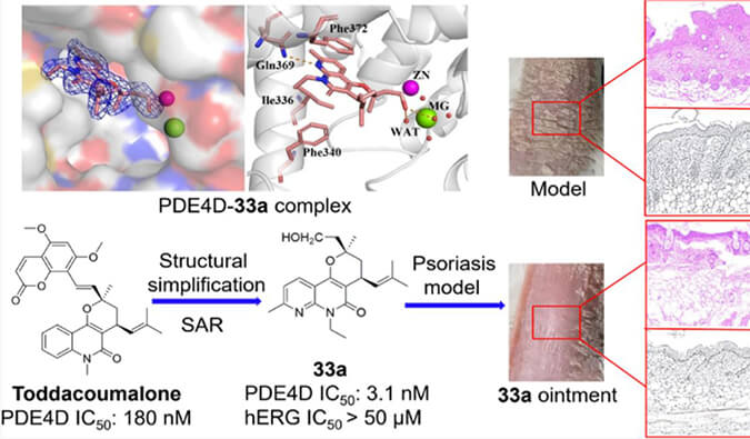 发现用于局部治疗牛皮癣的新型PDE4抑制剂，小鼠、大鼠和人肝微粒体的代谢稳定性实验通过HJC黄金城平台测定