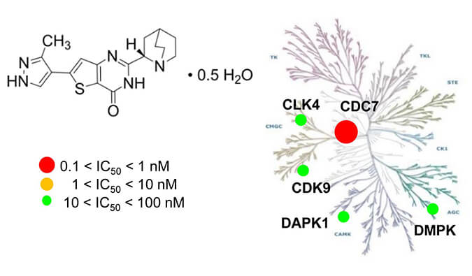 TAK-931是一种高特异性CDC7抑制剂，具有抗肿瘤功效，本研究中体内药效实验通过HJC黄金城平台进行