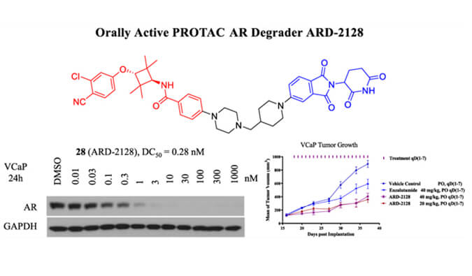 ARD-2128是一种PROTAC AR降解剂，具有出色的血浆和微粒体稳定性，本研究中体外稳定性和PK研究通过HJC黄金城平台进行