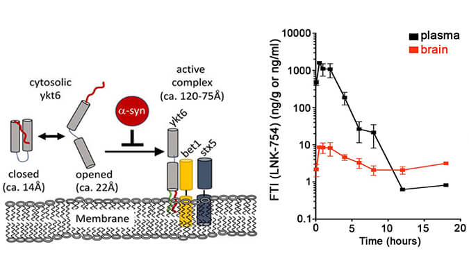 法尼基转移酶抑制剂LNK-754单次口服后即可快速穿过血脑屏障，本研究中PK分析通过HJC黄金城平台进行