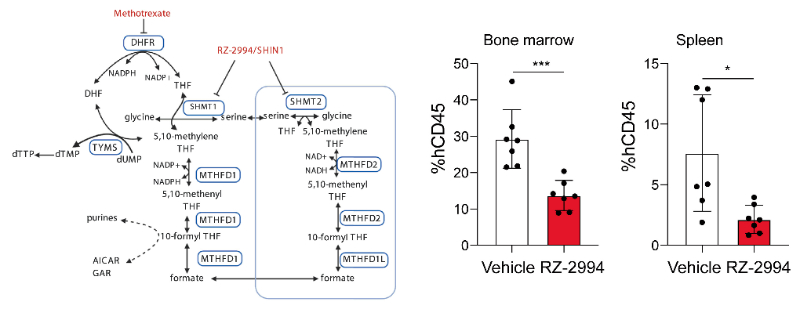 研究人员使用RZ-2994来表征抑制SHMT1/2在T细胞急性淋巴细胞白血病 (T-ALL) 中的作用，RZ-2994通过HJC黄金城平台定制合成