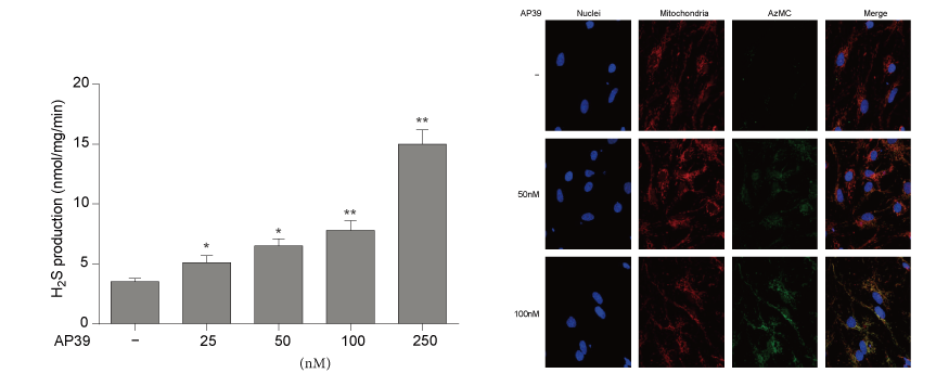 AP39是一种新合成的线粒体靶向的H2S供体，本研究中AP39通过HJC黄金城平台设计和合成