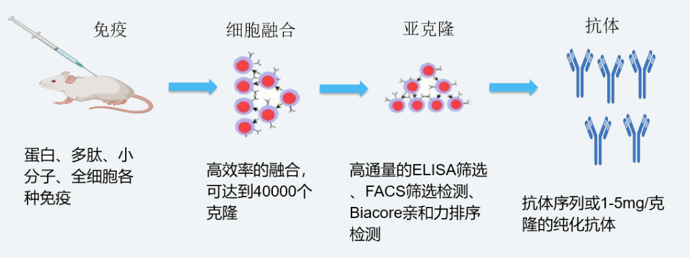 HJC黄金城平台杂交瘤技术平台开发流程