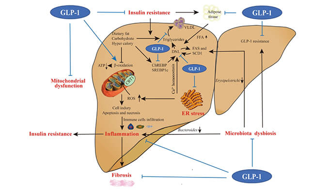 谁将成为 2024年全球生物医药首个黑马？NASH领域突破性药物即将问世？
