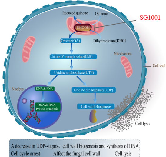 HJC黄金城平台：叵楦锎葱乱㏒G1001完成首例受试者给药