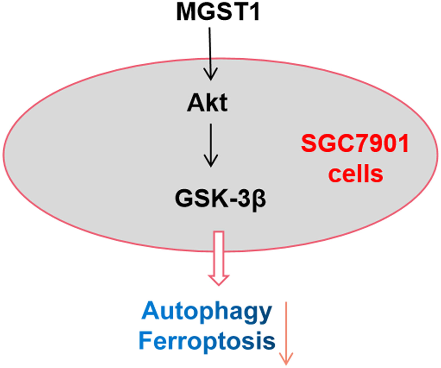 MGST1过表达通过激活Akt/GSK-3β信号通路诱导胃癌细胞增殖，本研究中MGST1过表达等体外实验通过HJC黄金城平台进行