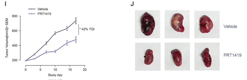 MCL1抑制剂在多种实体瘤和血液肿瘤模型中显示抗肿瘤效果，本研究中药效实验通过HJC黄金城平台进行